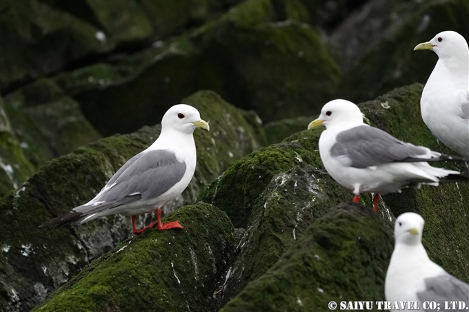 アカアシミツユビカモメ　Red-legged kittiwake　コマンドルスキー諸島の海鳥　アリーカメン岩礁　海鳥繁殖地　Komandorski Islands Ariy Kamen ea BIrds Breedng Islands (6)