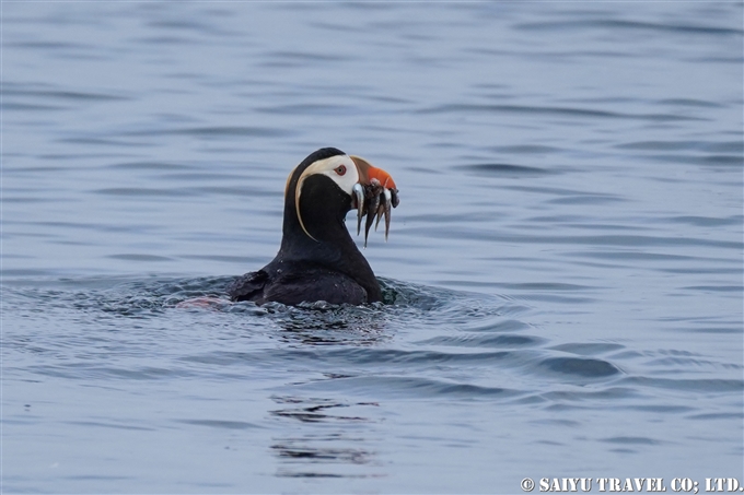 エトピリカ　Tufted Puffin コマンドルスキー諸島の海鳥　アリーカメン岩礁　海鳥繁殖地　Komandorski Islands Ariy Kamen ea BIrds Breedng Islands (16)