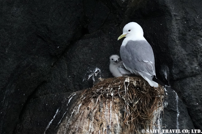 ミツユビカモメ　black-legged kittiwake　コマンドルスキー諸島の海鳥　アリーカメン岩礁　海鳥繁殖地　Komandorski Islands Ariy Kamen ea BIrds Breedng Islands (1)