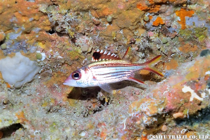 マリンレイク　下地島　ダイビング　MARINE LAKE SHIMOJI ISLAND, DIVING DIVE IN OKINAWA (1)