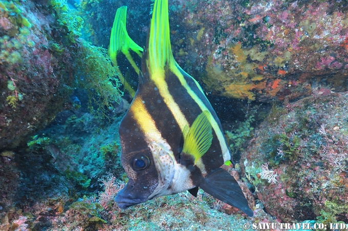 テングダイのアゴヒゲ　伊豆大島ダイビング　Diving at Izu-oshima 王の浜