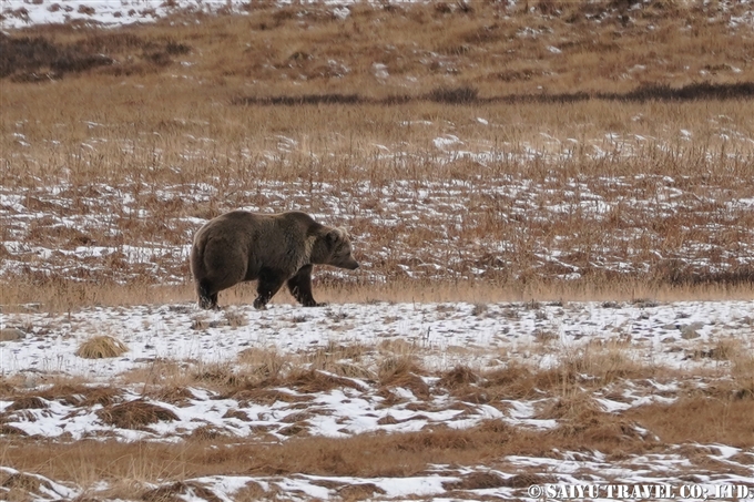 Himalayan Brown Bear Deosai National Park Pakistan ヒマラヤヒグマ　デオサイ国立公園 (5)