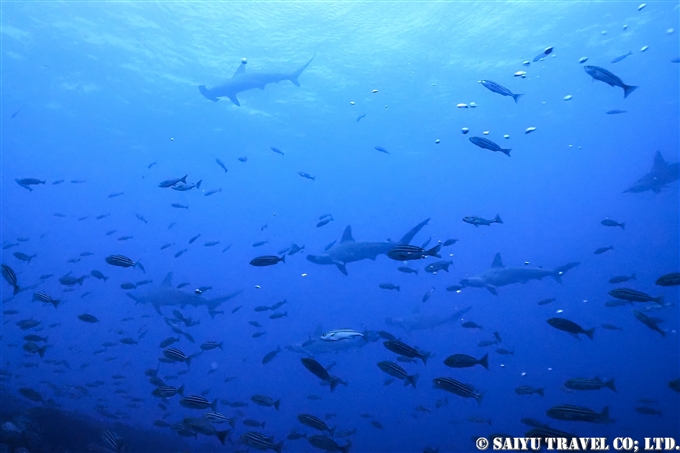 ハンマーヘッドシャーク　ケイカイ浜　伊豆大島　Hammerhead Shark Izu Oshima keikai Beach