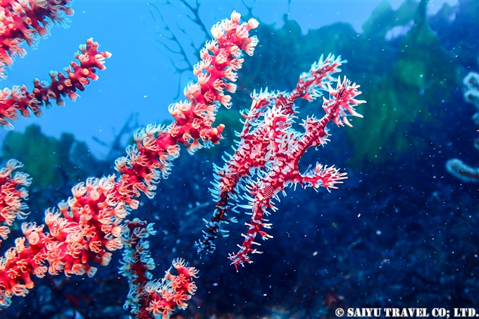 ニシキフウライウオのペア伊豆大島ダイビング　Diving at Izu-oshima 秋の浜