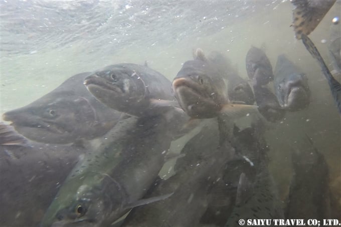 カラフトマスの遡上　Salmon ran of Pink Salmon ベーリング島　コマンダー湾　Komandor Bay Bering island, Komandorski Islands (2)