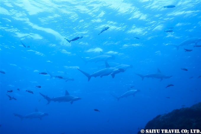 ハンマーヘッドシャーク　ケイカイ浜　伊豆大島　Hammerhead Shark Izu Oshima keikai Beach (2)