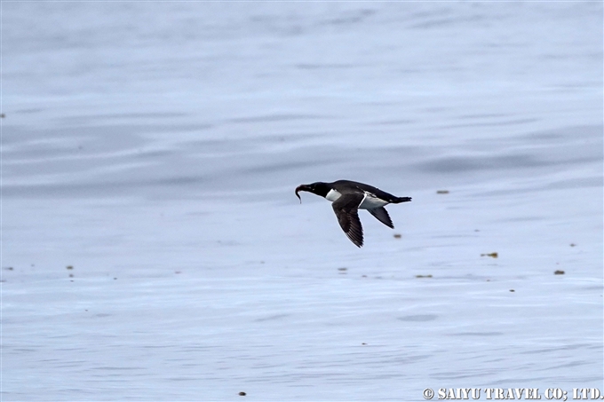 Common Guillemot ウミガラス　コマンドルスキー諸島 Komandorski Islands アリーカメン岩礁　Ariy Kamen Commander Islands ウミガラス繁殖地 (8)