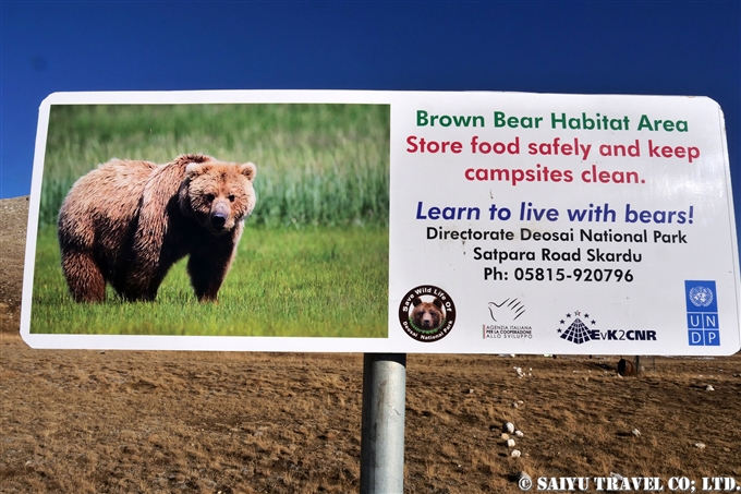 Himalayan Brown Bear Deosai National Park Pakistan ヒマラヤヒグマ　デオサイ国立公園 (8)