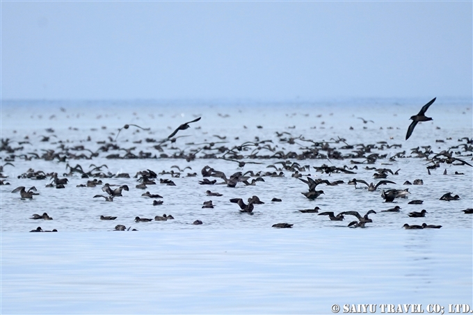 ハシボソミズナギドリ　Short-tailed Shearwater　コマンドルスキー諸島の海鳥　アリーカメン岩礁　海鳥繁殖地　Komandorski Islands Ariy Kamen ea BIrds Breedng Islands (15)