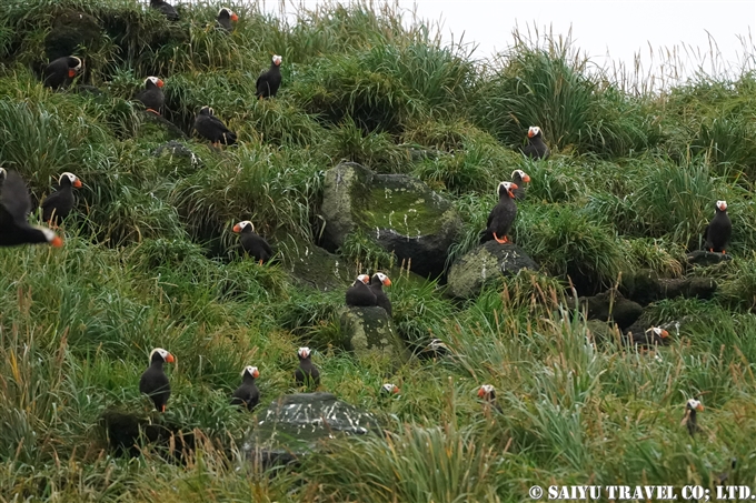 エトピリカ Tufted Puffin コマンドルスキー諸島の海鳥　アリーカメン岩礁　海鳥繁殖地　Komandorski Islands Ariy Kamen ea BIrds Breedng Islands (4)