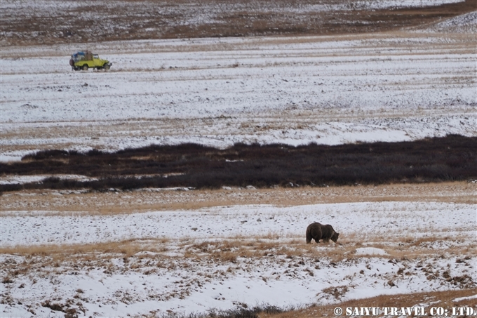 Himalayan Brown Bear Deosai National Park Pakistan ヒマラヤヒグマ　デオサイ国立公園 (4)