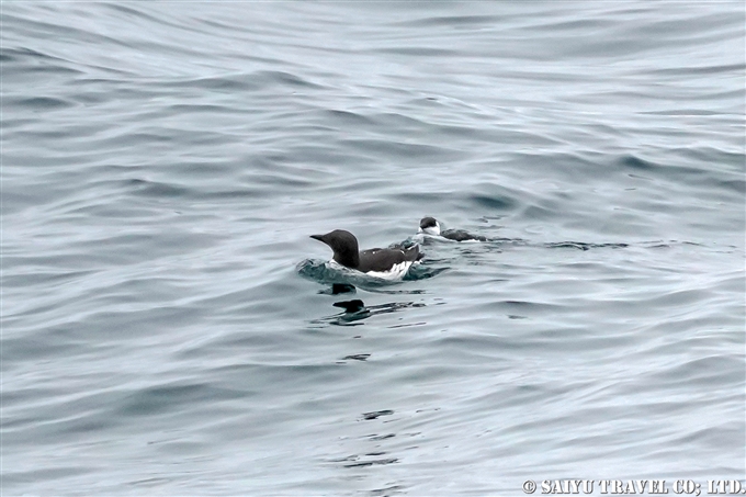 ウミガラスの父親と雛Common Guillemot Papa and chick