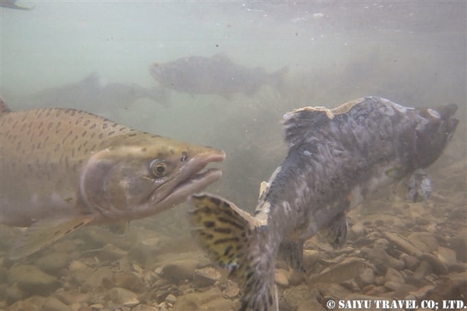 カラフトマスの遡上　Salmon ran of Pink Salmon ベーリング島　コマンダー湾　Komandor Bay Bering island, Komandorski Islands (1)