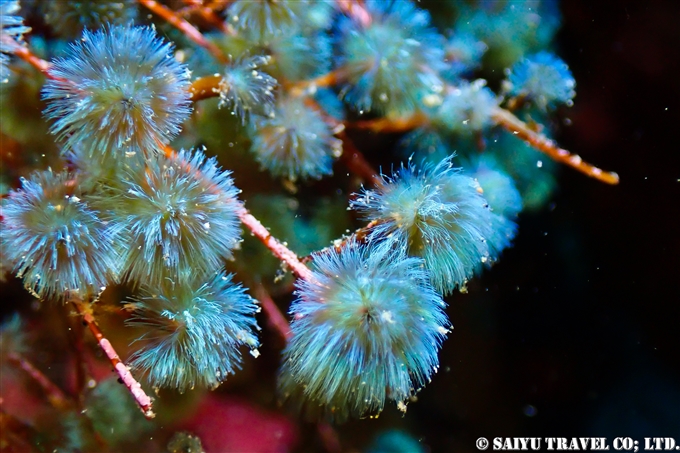 伊豆大島ダイビング　Diving at Izu-oshima　王の浜のケヤリ (3)