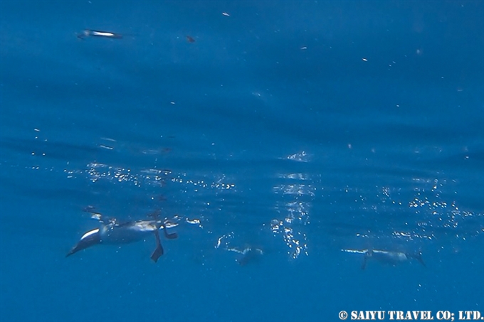 水中のウミガラス Common Guillemot under water　Common Guillemot ウミガラス　コマンドルスキー諸島 Komandorski Islands アリーカメン岩礁　Ariy Kamen Commander Islands ウミガラス繁殖地 (2)