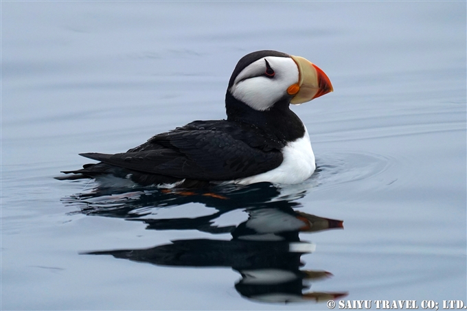 ツノメドリ Horned Puffin コマンドルスキー諸島の海鳥　アリーカメン岩礁　海鳥繁殖地　Komandorski Islands Ariy Kamen ea BIrds Breedng Islands (9)