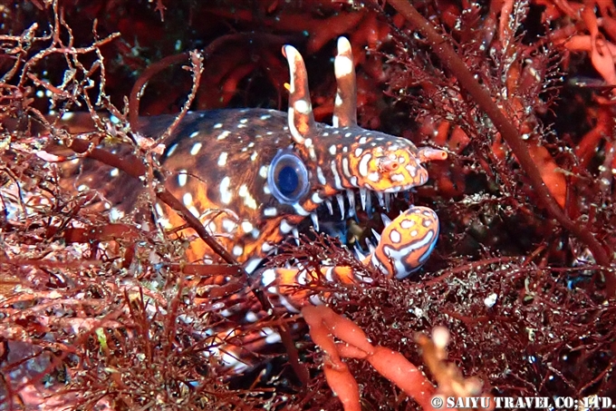 トラウツボ　Dragon Moray 伊豆大島ダイビング　秋の浜　Diving at Izu-oshima