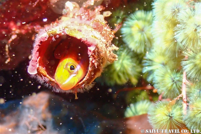 ケヤリとテンクロスジギンポ Piano fanglenny 伊豆大島ダイビング　Diving at Izu-oshima 王の浜(1)