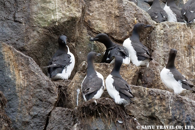 ハシブトウミガラス　Brünnich's Guillemot　コマンドルスキー諸島の海鳥　アリーカメン岩礁　海鳥繁殖地　Komandorski Islands Ariy Kamen ea BIrds Breedng Islands (17)