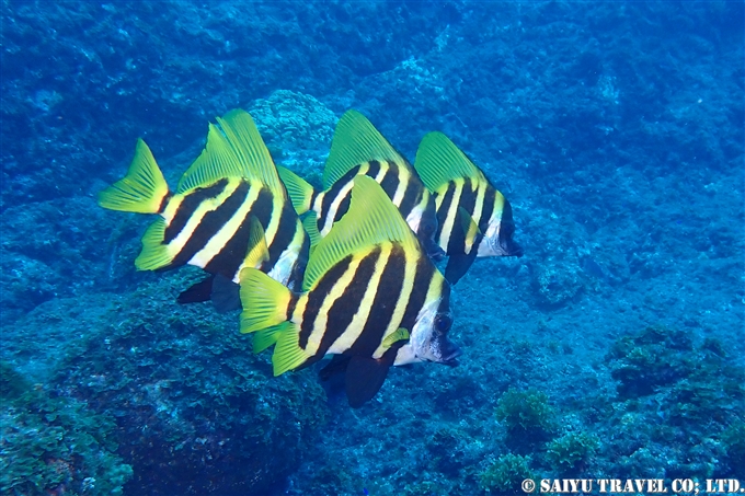 テングダイ　王の浜　伊豆大島ダイビング　Diving at Izu-oshima (2)