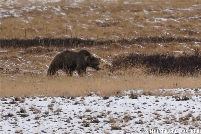 Himalayan Brown Bear Deosai National Park Pakistan ヒマラヤヒグマ　デオサイ国立公園 (2)