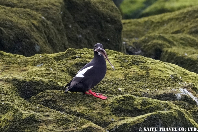 ウミバト　Pigeon Guillemot　コマンドルスキー諸島の海鳥　アリーカメン岩礁　海鳥繁殖地　Komandorski Islands Ariy Kamen ea BIrds Breedng Islands (7)