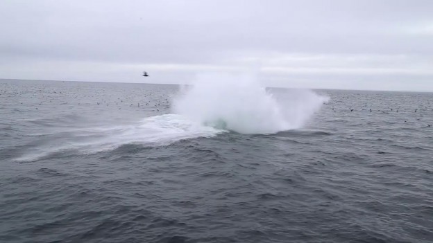 クリルマジック！第一クリル海峡のザトウクジラとハシボソミズナギドリ