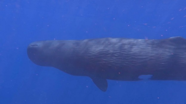 クジラたちの海、トリンコマリー（スリランカ）