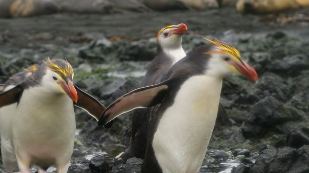 マッコリー島　ロイヤルペンギンとオウサマペンギン動画