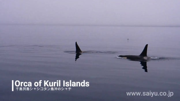 （動画）千島列島で出会ったシャチ