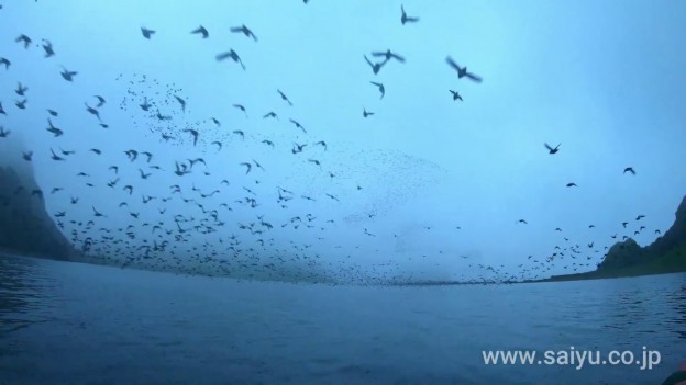 （動画）千島列島　エトロフウミスズメの帰巣風景（ヤンキチャ島）