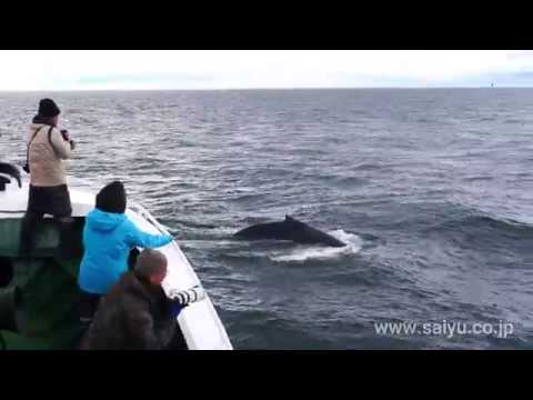 （動画）北千島で出会ったザトウクジラ