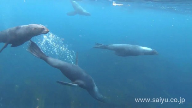 （動画）千島列島　キタオットセイとトドと泳ぐ（スレドネワ島）