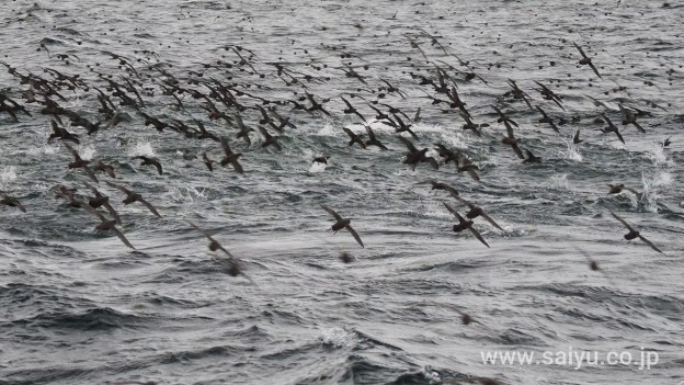 （動画）アリューシャン列島 ハシボソミズナギドリ の採餌行動