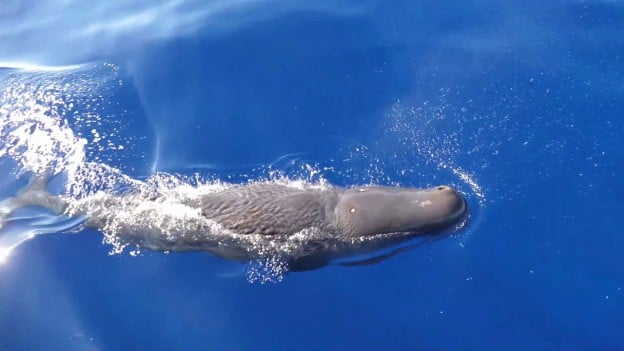 （動画）小笠原の海で出会った、マッコウクジラの子供