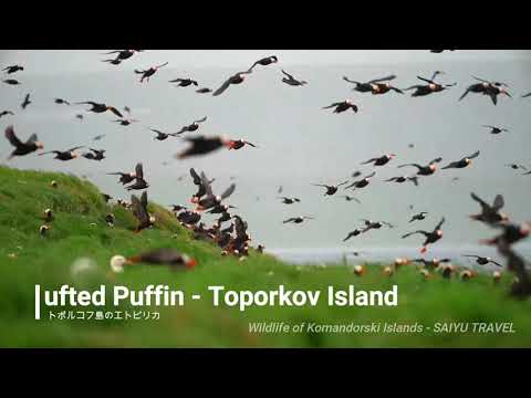 （動画）エトピリカ乱舞するトポルコフ島（コマンドルスキー諸島）