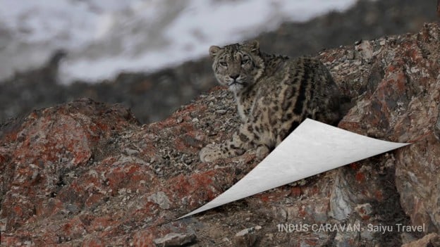 （動画）ユキヒョウ・エクスペデイション Snow Leopard Expedition