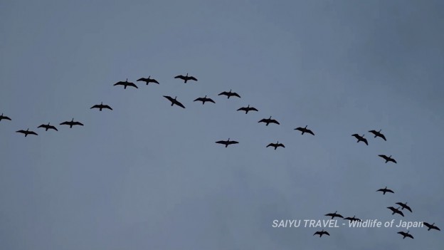 （動画）月夜・雁のねぐら入り（蕪栗沼）The roost of thousands of geese at Kabukurinuma