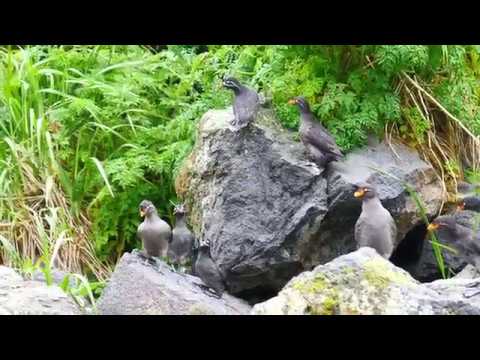 （動画）千島列島のシラヒゲウミスズメ Whiskered Auklet（ヤンキチャ島）