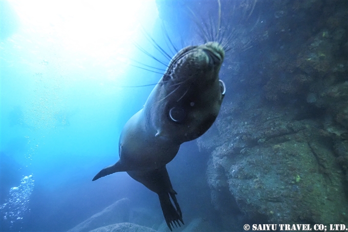 バハ・カリフォルニア　ラパス　カリフォルニアアシカ La paz Baja California Sea Lion Dive with Sea Lion カリフォルニアアシカと泳ぐ　アシカダイビング (7)