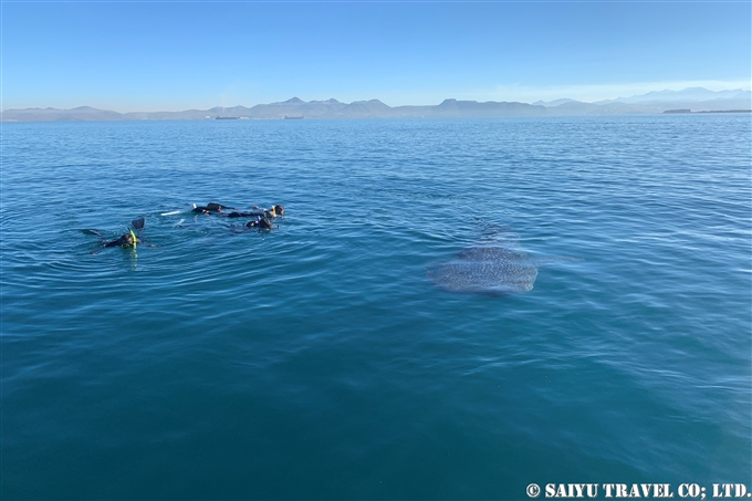 ラパス　ジンベエザメ　ジンベエスイム バハ・カルフォルニア・スル　La Paz Baja Califprnia Sur Swim with wghale shark (8)