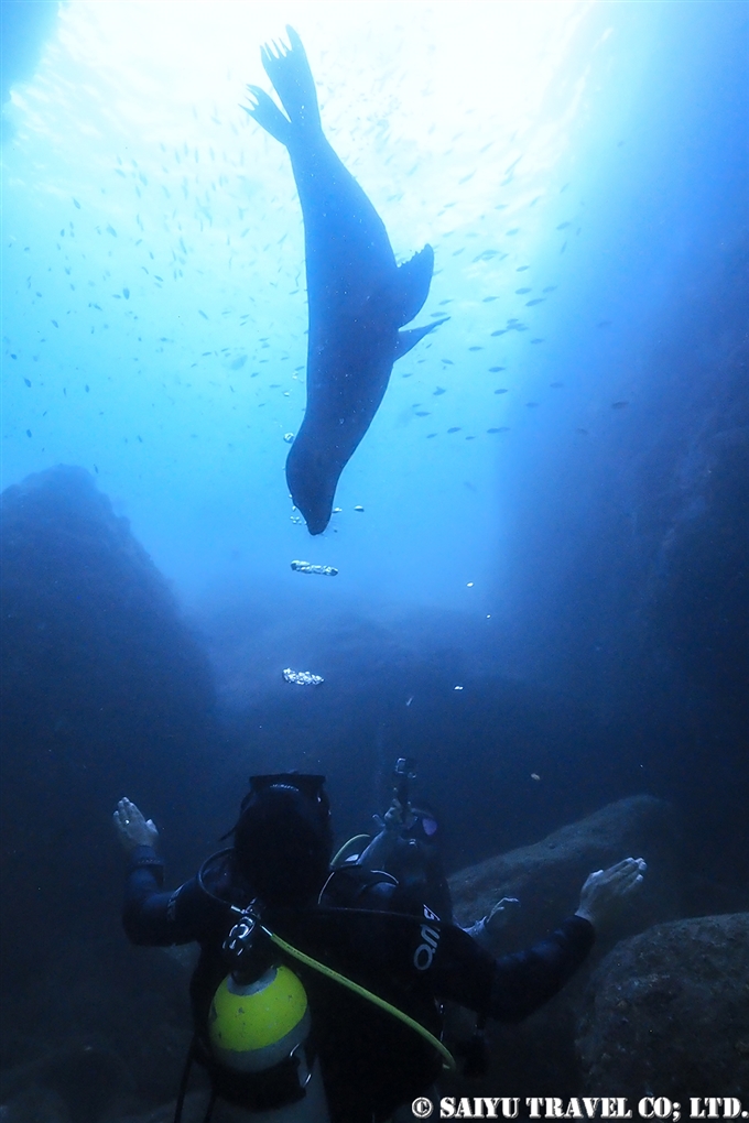 バハ・カリフォルニア　ラパス　カリフォルニアアシカ La paz Baja California Sea Lion Dive with Sea Lion カリフォルニアアシカと泳ぐ　アシカダイビング (2)