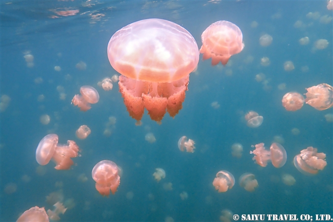 ジェリーフィッシュレイク Jellyfish Lake（パラオ） ワイルドライフ Wildlife 西遊旅行