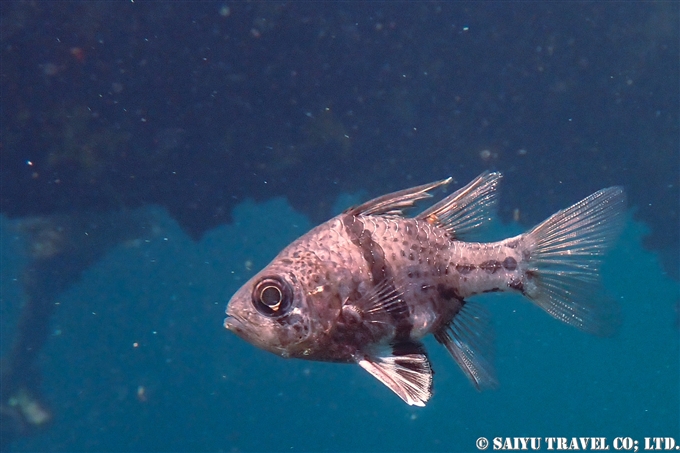 ホソスジマンジュウイシモチ　Orbiculate cardinalfish　パラオ　ジェリーフィッシュレイク Jerryfish Lake (1)