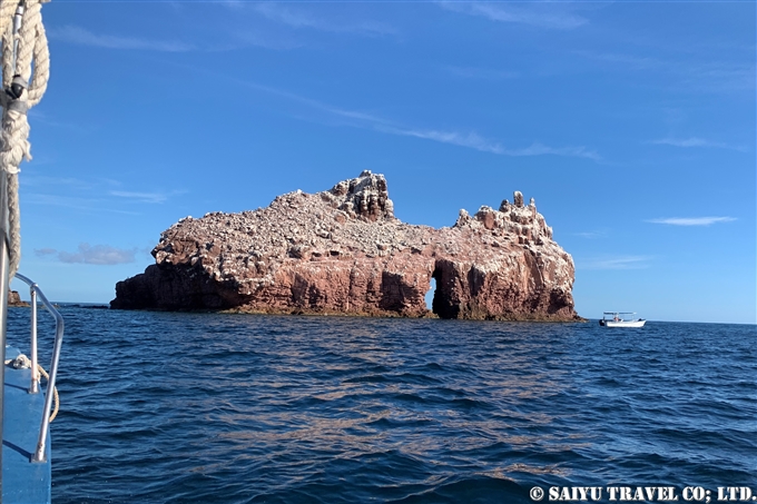 バハ・カリフォルニア　ラパス　カリフォルニアアシカ La paz Baja California Sea Lion Dive with Sea Lion カリフォルニアアシカと泳ぐ　アシカダイビング (14)