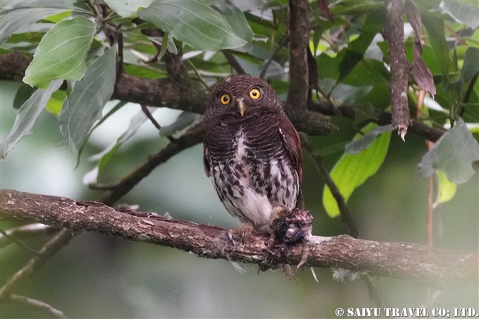 クリセスズメフクロウ Chestnut-backed Owlet スリランカ固有種　Endemic bird of Sri Lanka Saiyu Lanka saiyulanka(1)