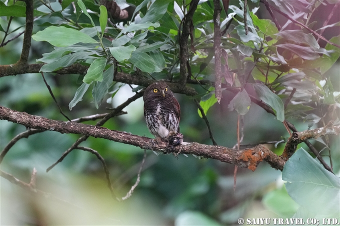 クリセスズメフクロウ Chestnut-backed Owlet スリランカ固有種　Endemic bird of Sri Lanka Saiyu Lanka saiyulanka(2)