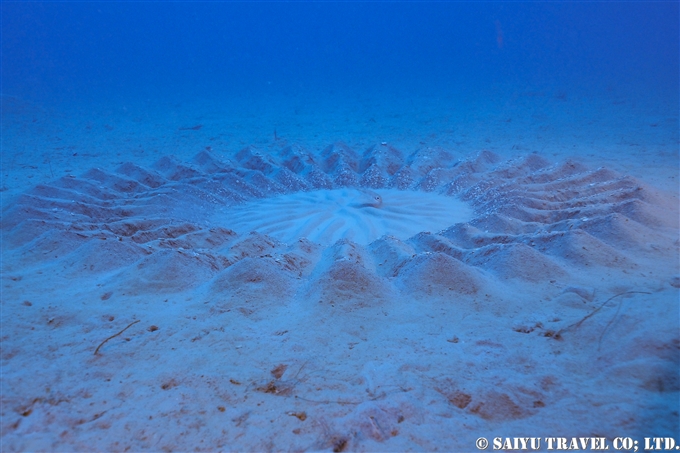 アマミノホシゾラフグ　奄美大島ダイビング　Torquigener albomaculosus　white-spotted pufferfish　mystery circle ミステリーサクル Dive in Amami-osihma (2)