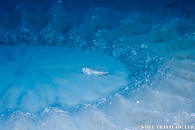 アマミノホシゾラフグ　奄美大島ダイビング　Torquigener albomaculosus　white-spotted pufferfish　mystery circle ミステリーサクル Dive in Amami-osihma (21)