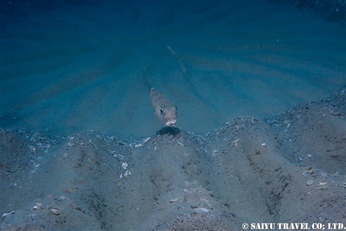 アマミノホシゾラフグ　奄美大島ダイビング　Torquigener albomaculosus　white-spotted pufferfish　mystery circle ミステリーサクル Dive in Amami-osihma (26)